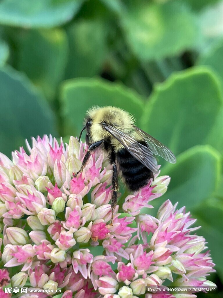 花与蜜蜂