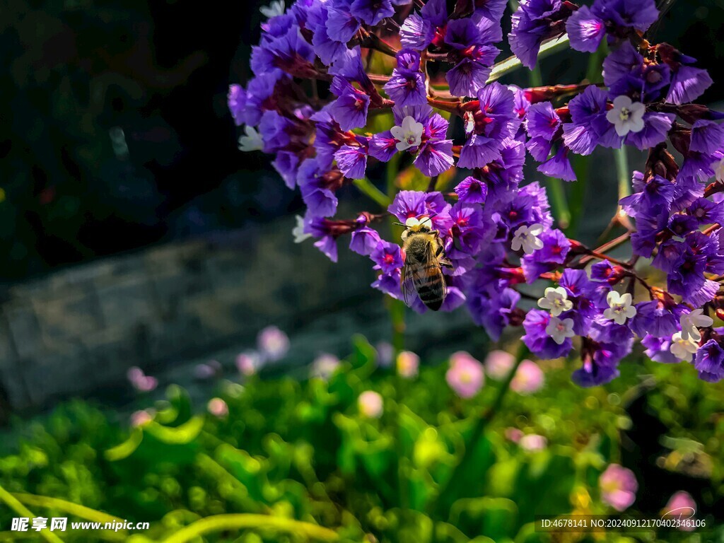 花与蜜蜂