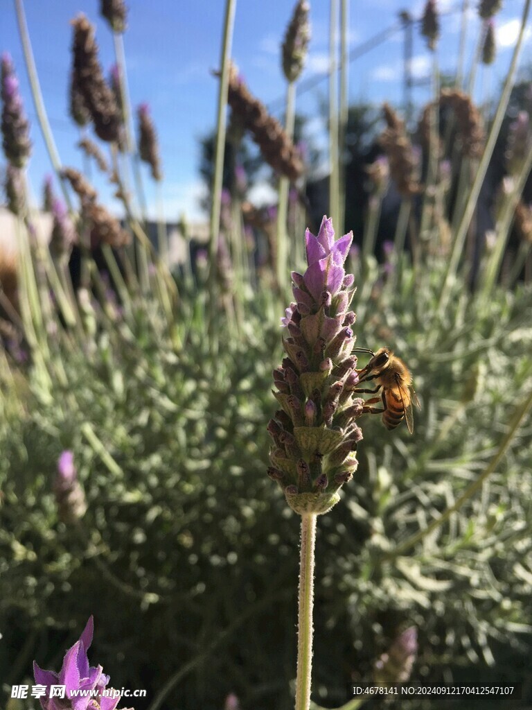 花与蜜蜂