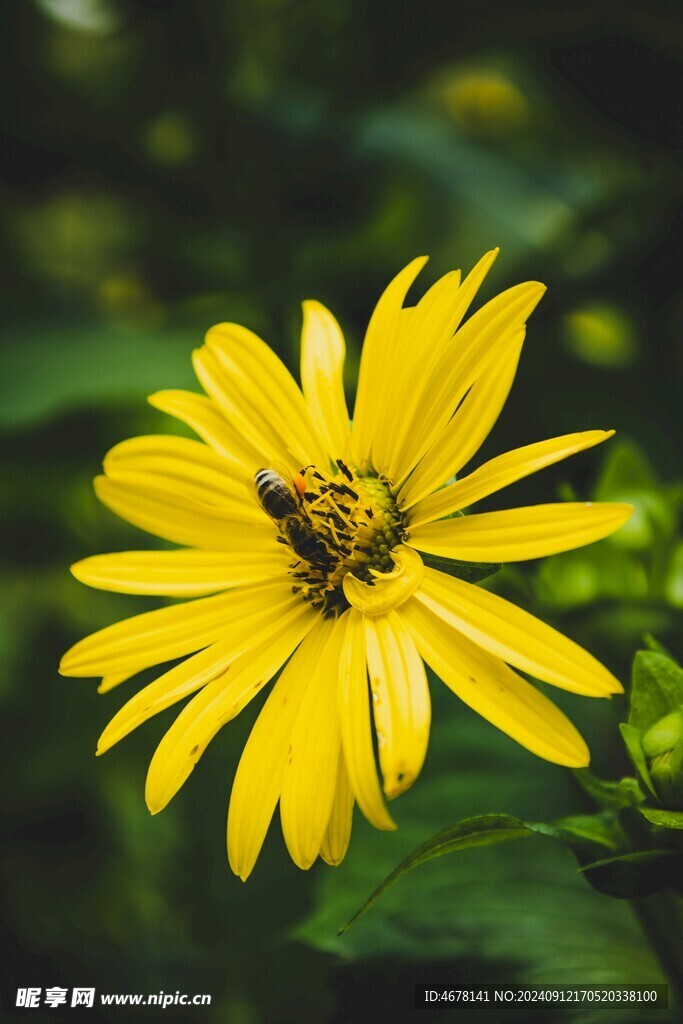 花与蜜蜂