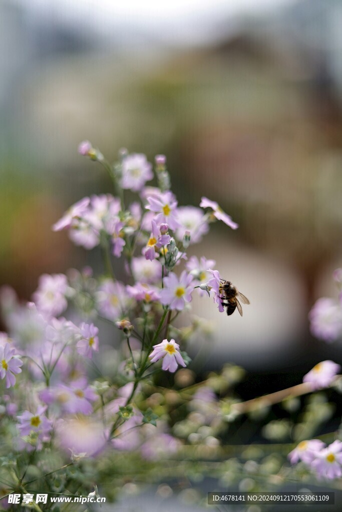 花与蜜蜂
