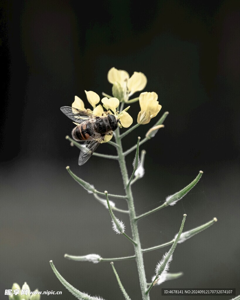 花与蜜蜂