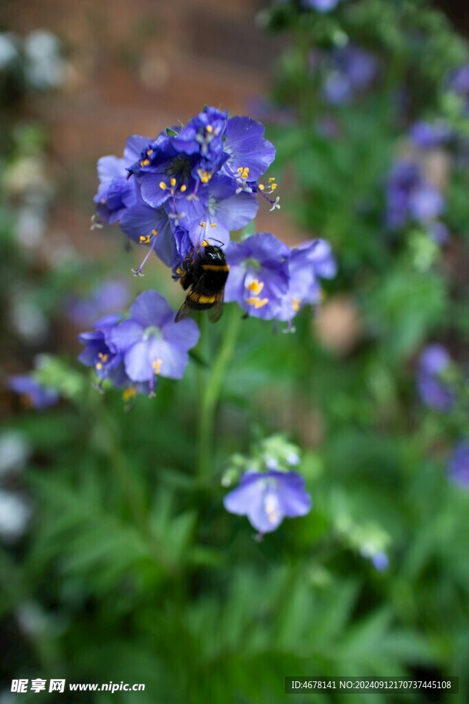 花与蜜蜂