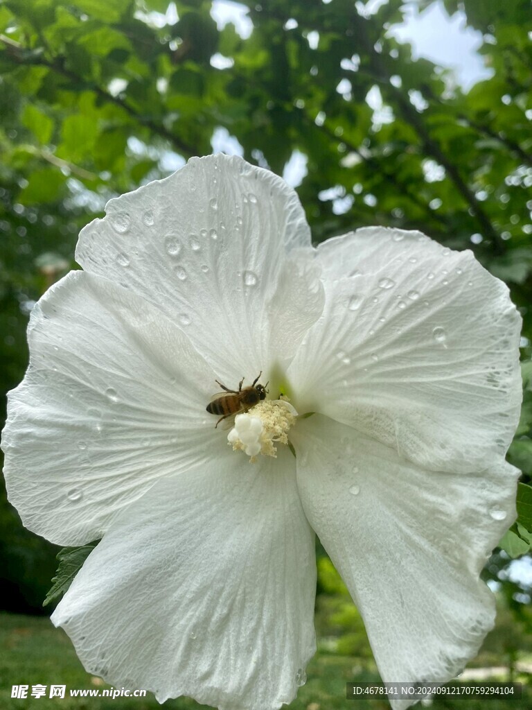 花与蜜蜂