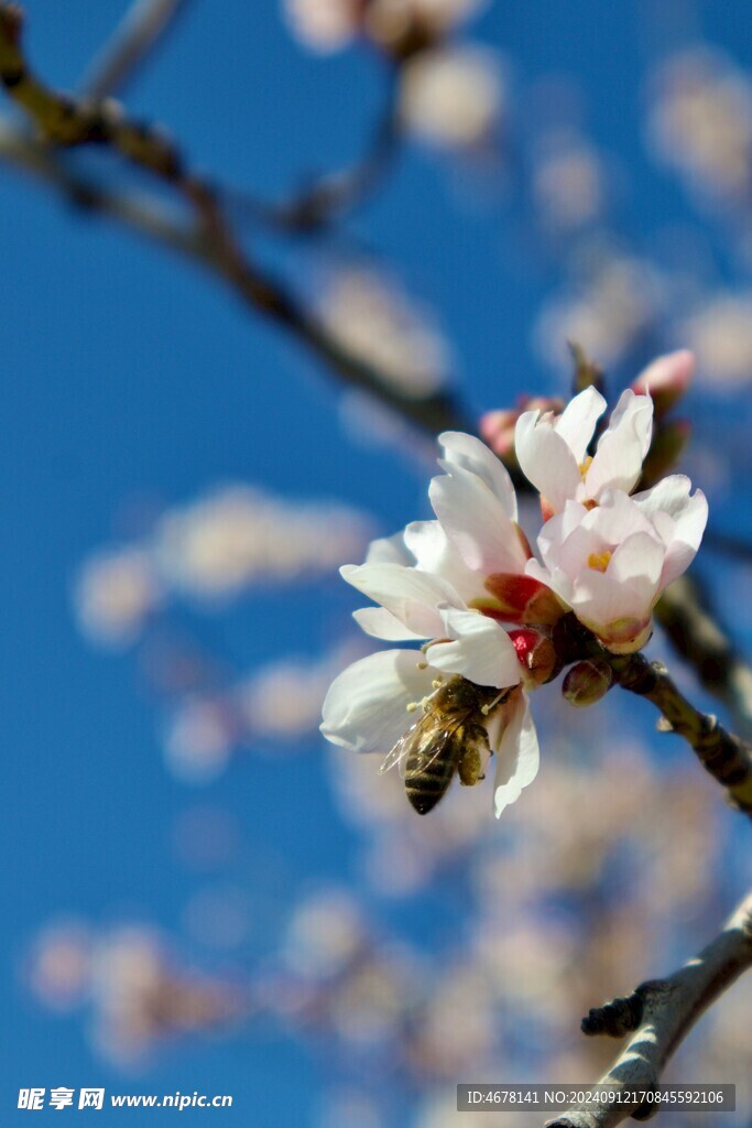 花与蜜蜂