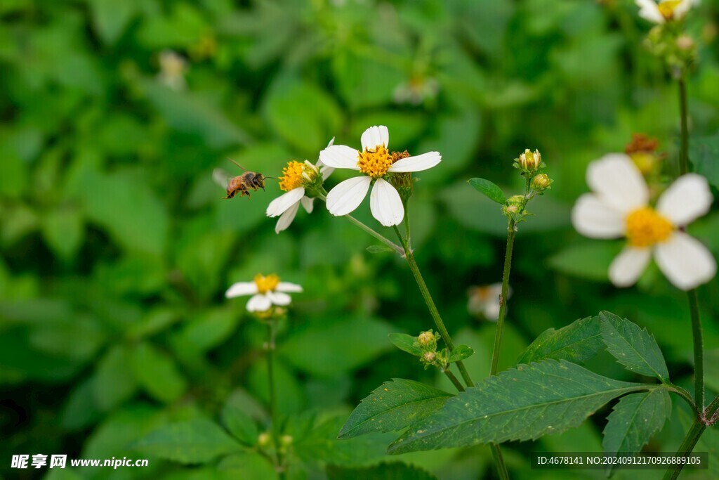 花与蜜蜂