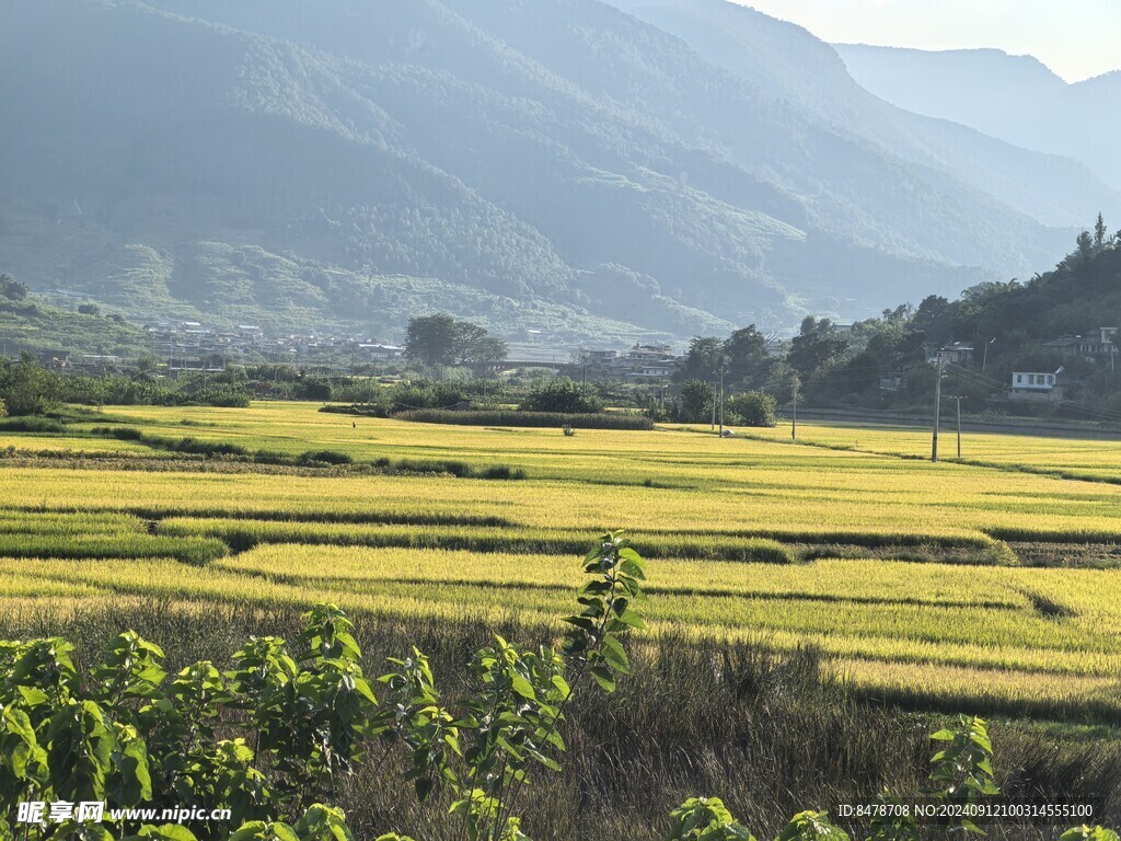 山区的稻田