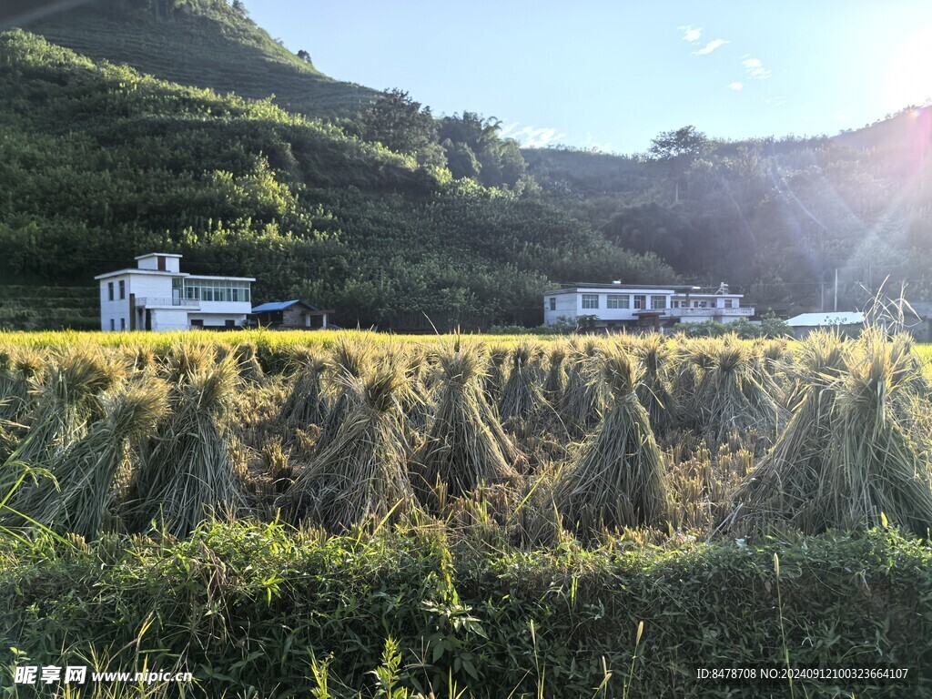 乡村稻谷收获稻草人