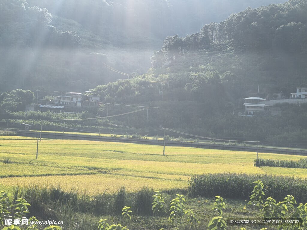 阳光下的稻田