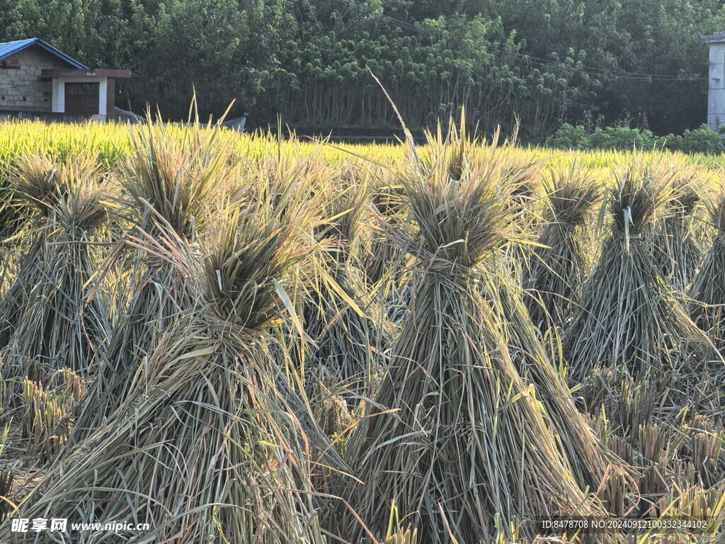 农村干谷草稻草人近景