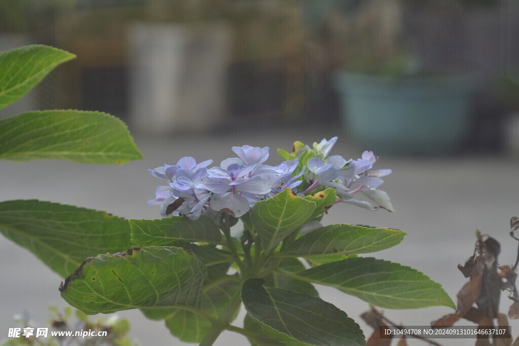 紫绣球花