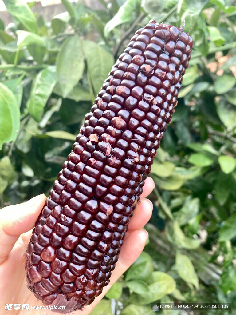 玉米棒子