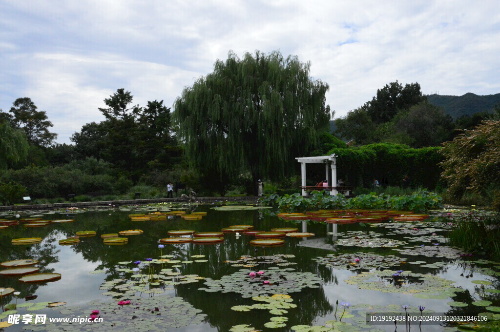 荷塘风景 