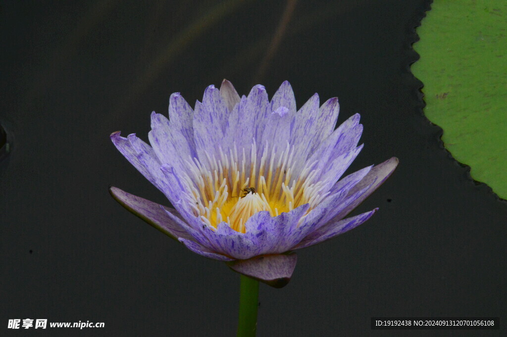 睡莲花  