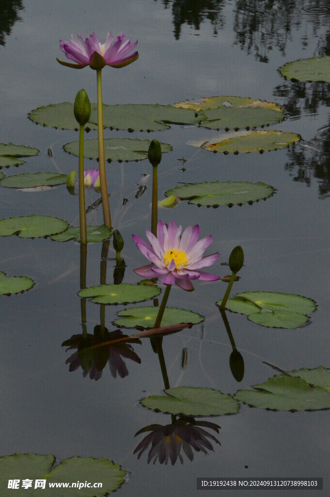 睡莲花  