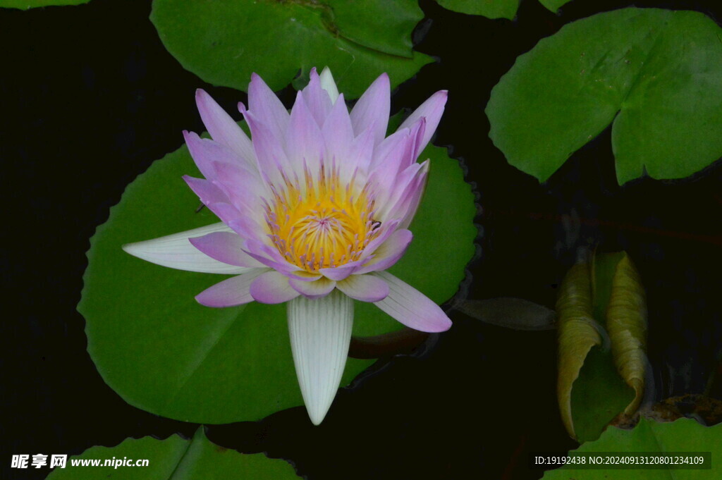 睡莲花 