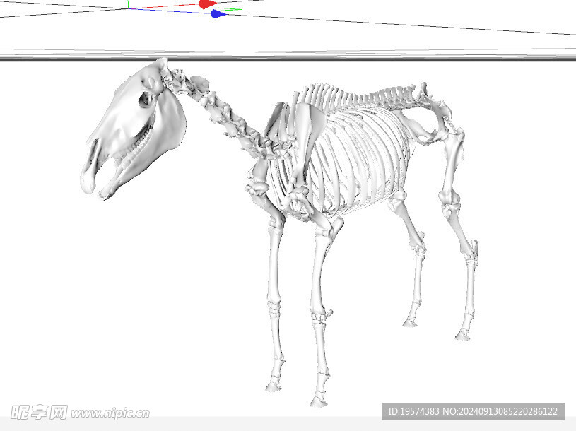 C4D模型 骨头