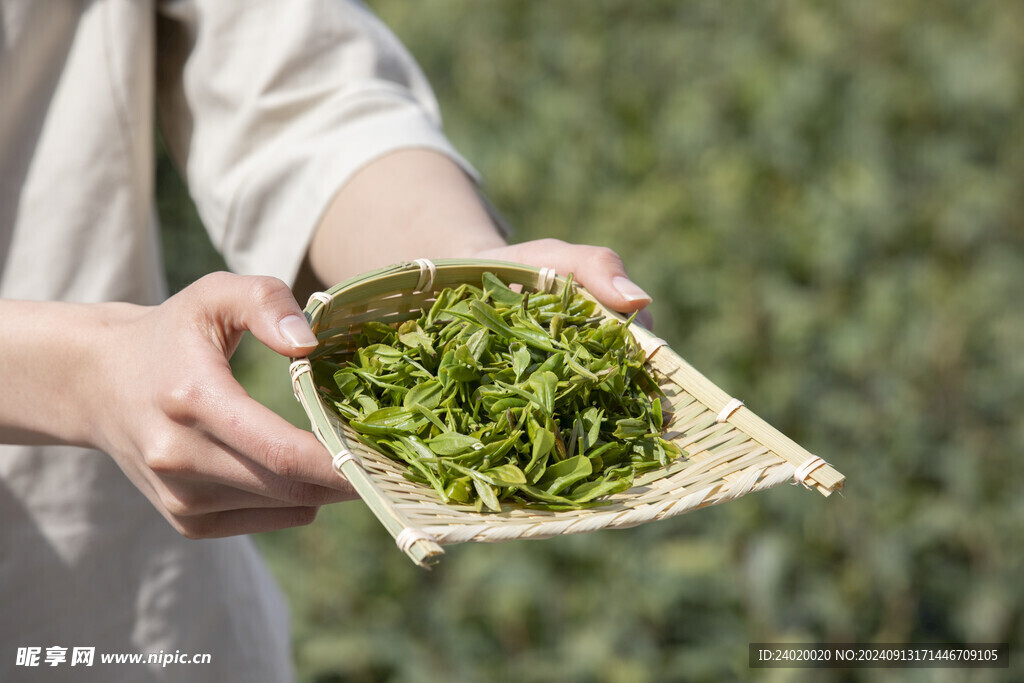 茶山采茶茶叶鲜茶展示