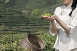 茶文化茶山采茶女采茶捧茶