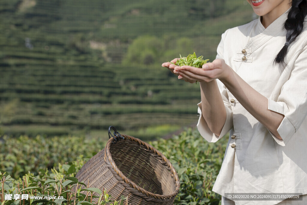 茶文化茶山采茶女采茶捧茶