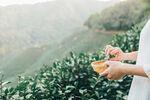 茶文化茶山采茶