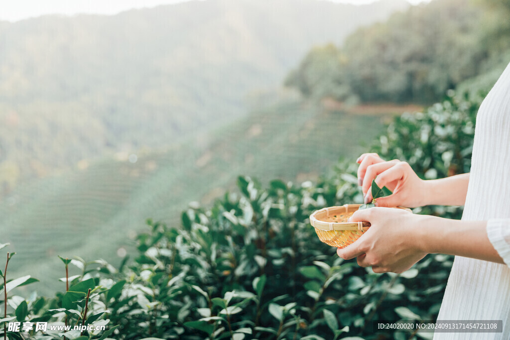 茶文化茶山采茶