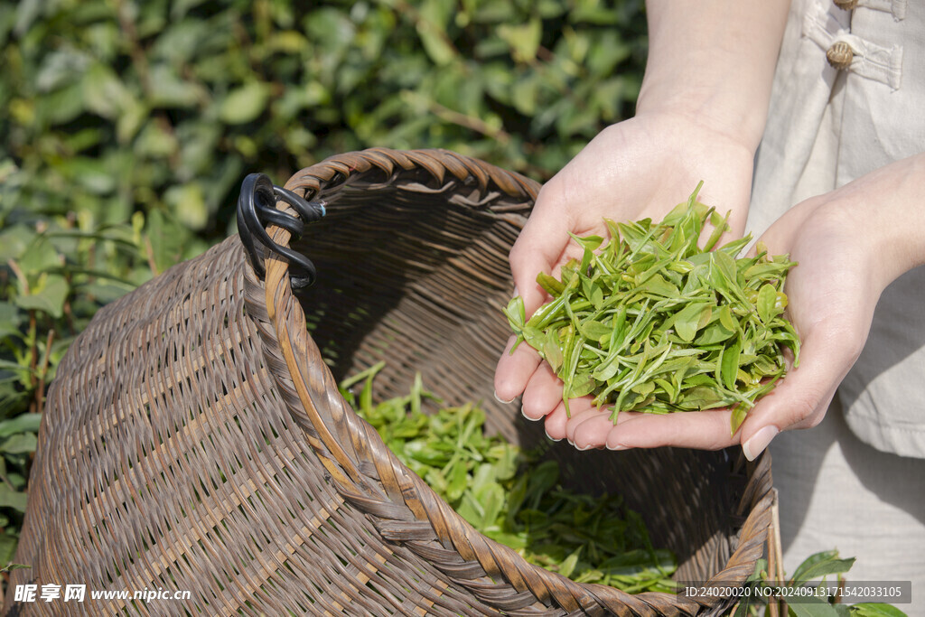 采茶女手捧茶叶