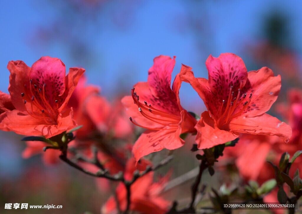 粉杜鹃花  