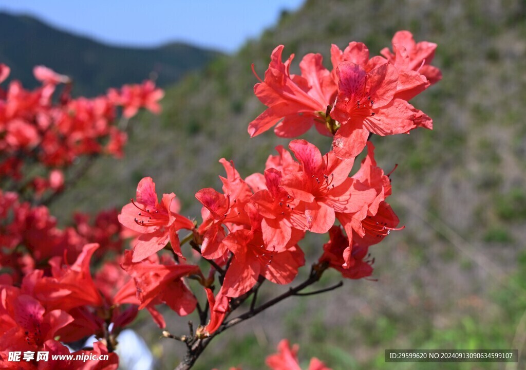 粉杜鹃花  