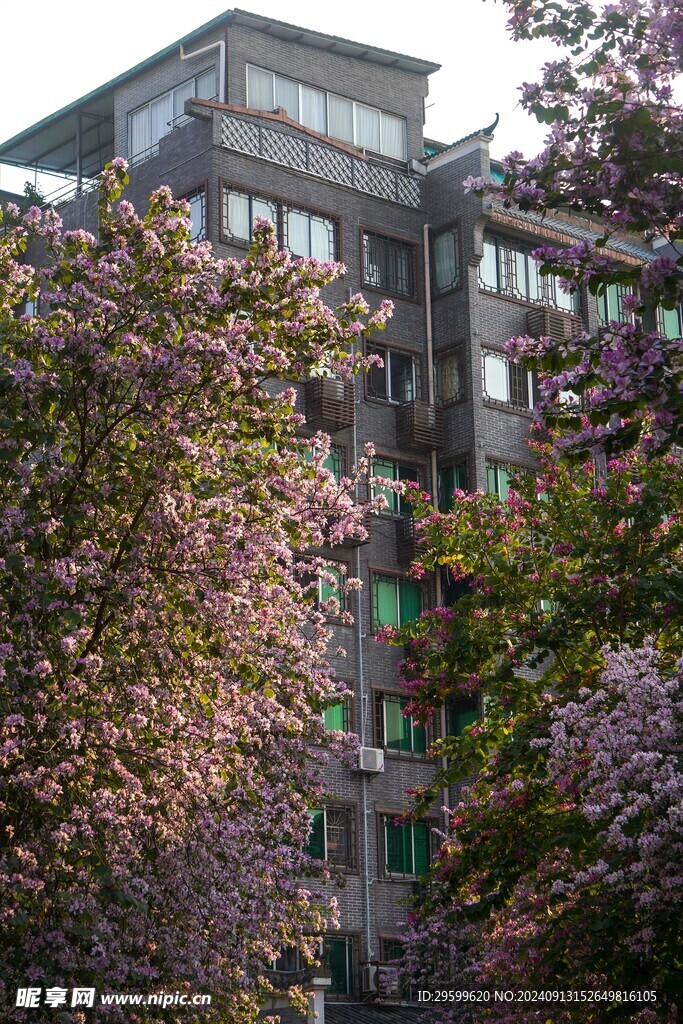 紫荆花  