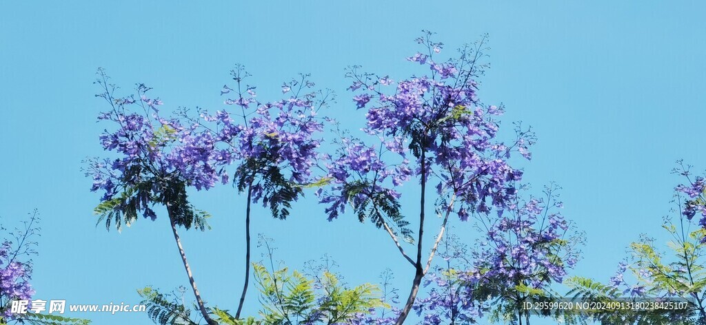蓝花楹 