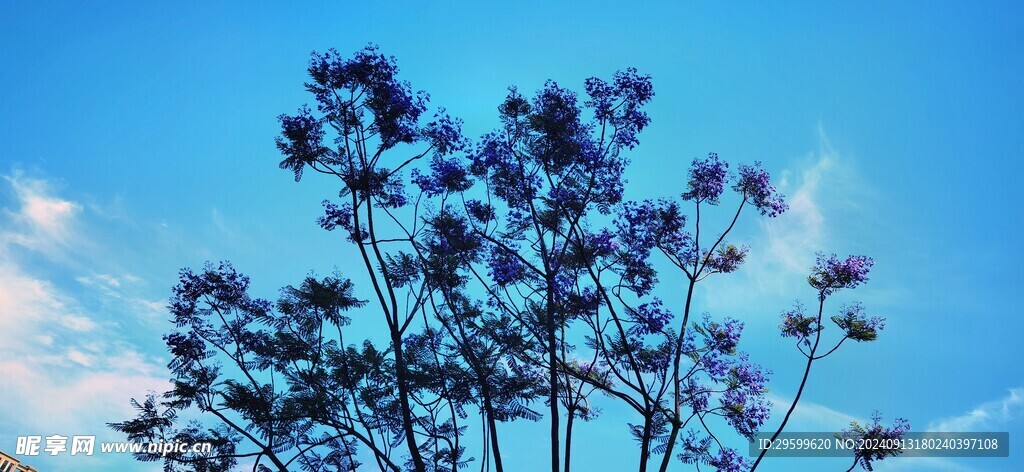 蓝花楹 