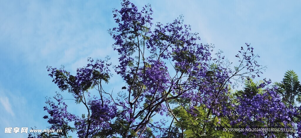 蓝花楹 