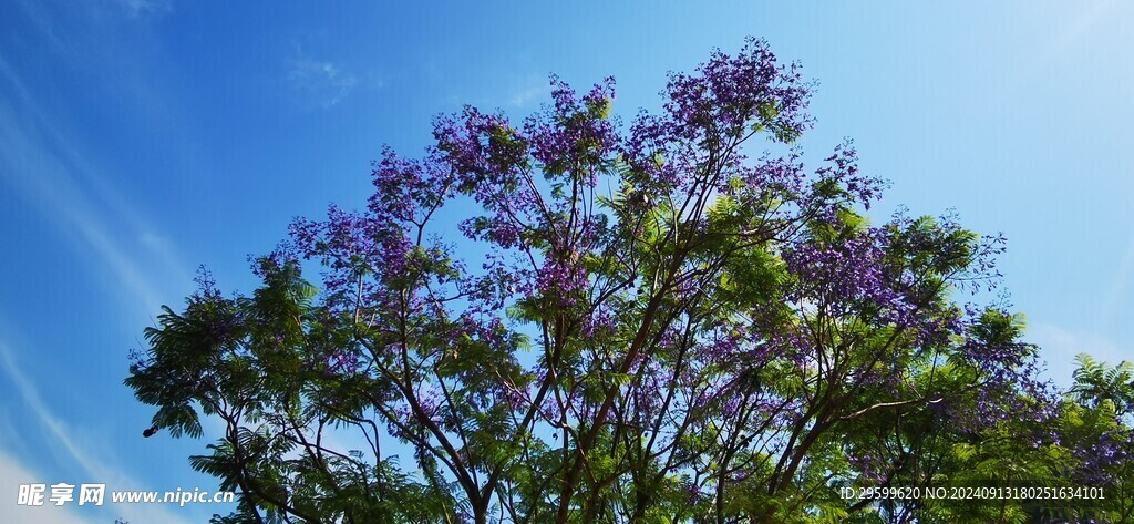 蓝花楹  