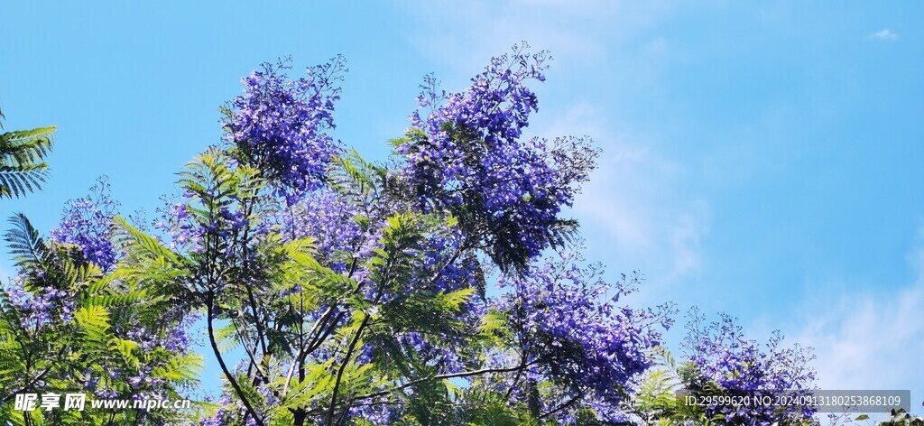 蓝花楹  