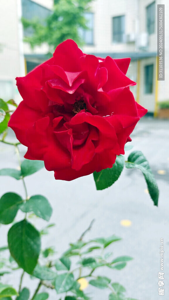 月季花