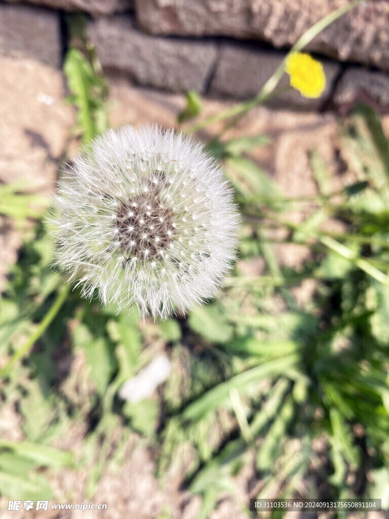 蒲公英 