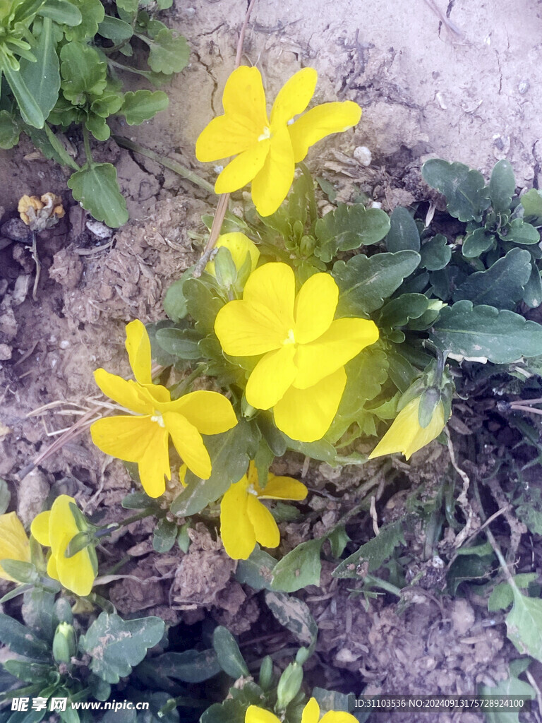 油菜花