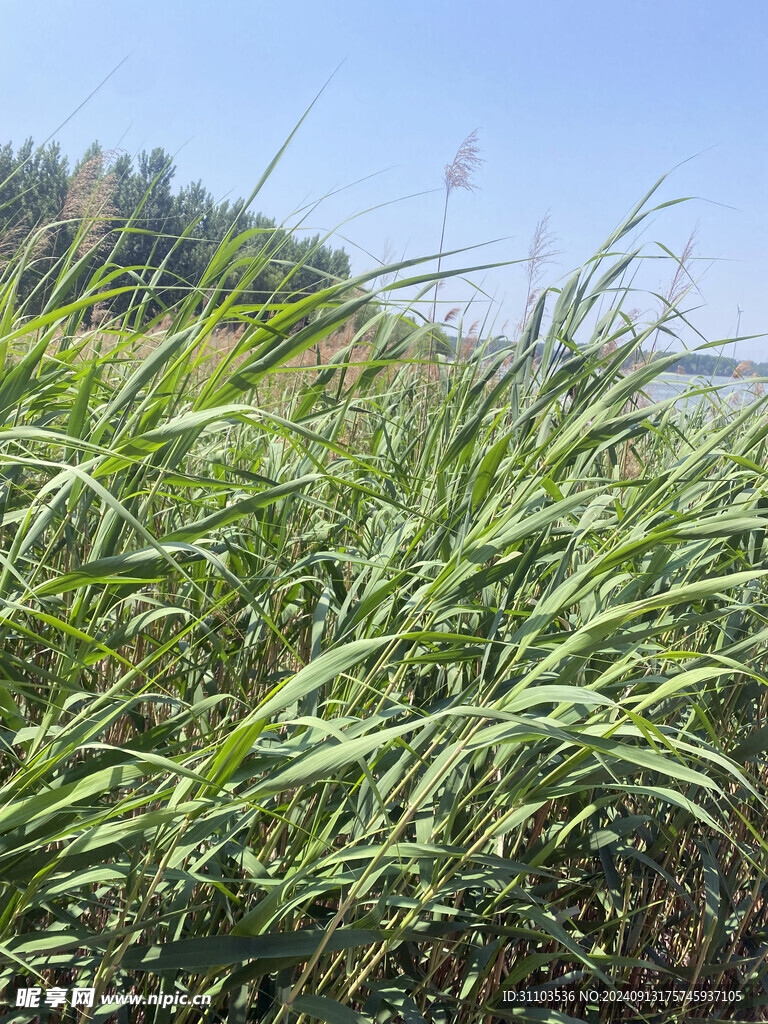 芦苇 