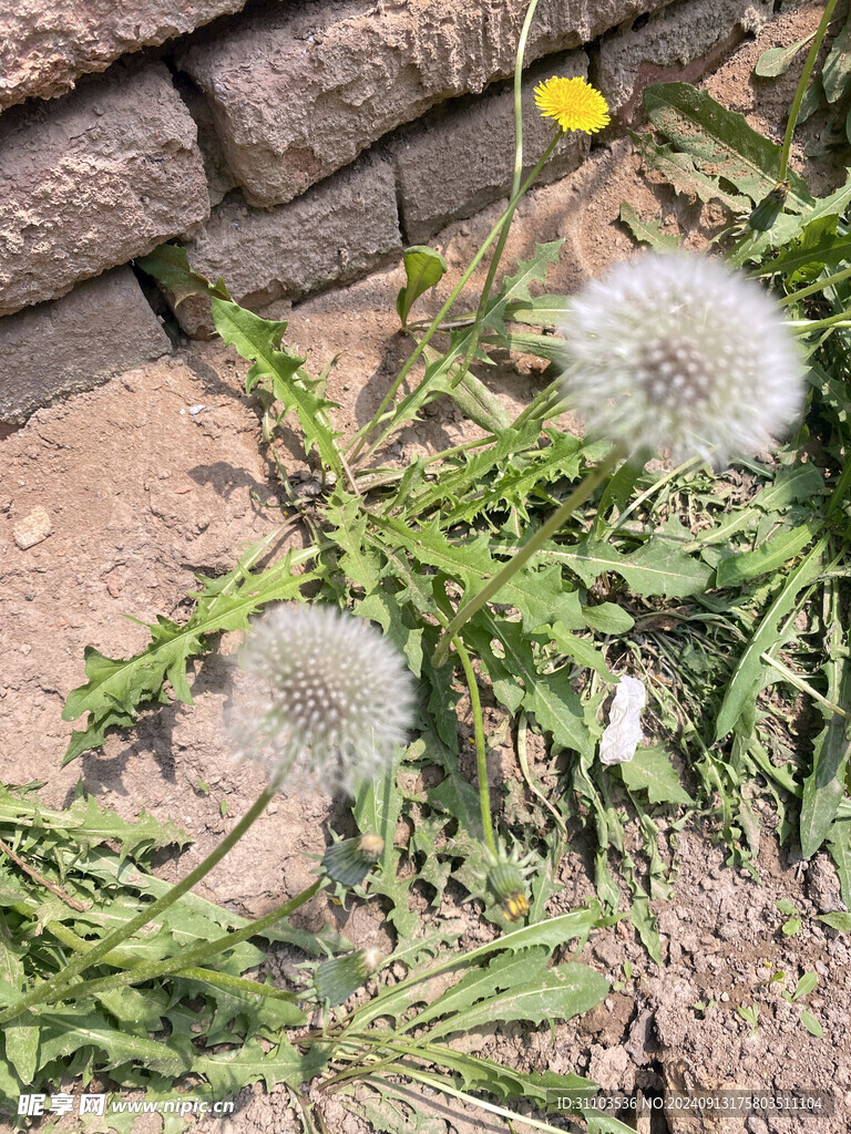 蒲公英