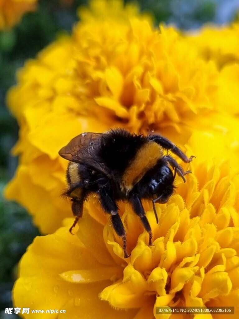 花与蜜蜂