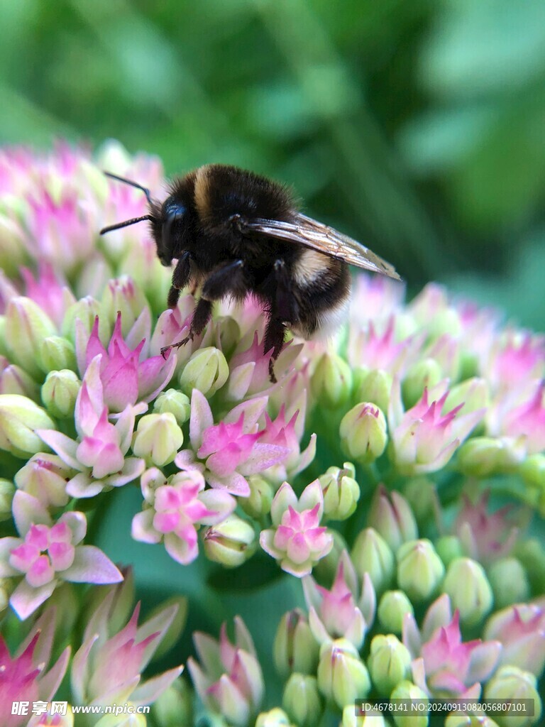 花与蜜蜂