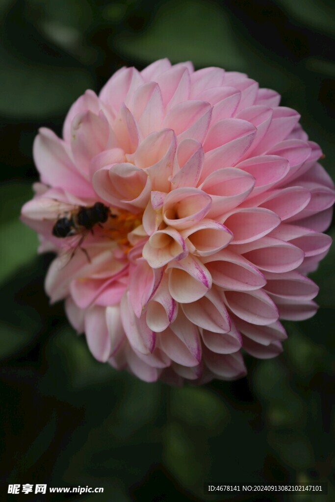 花与蜜蜂