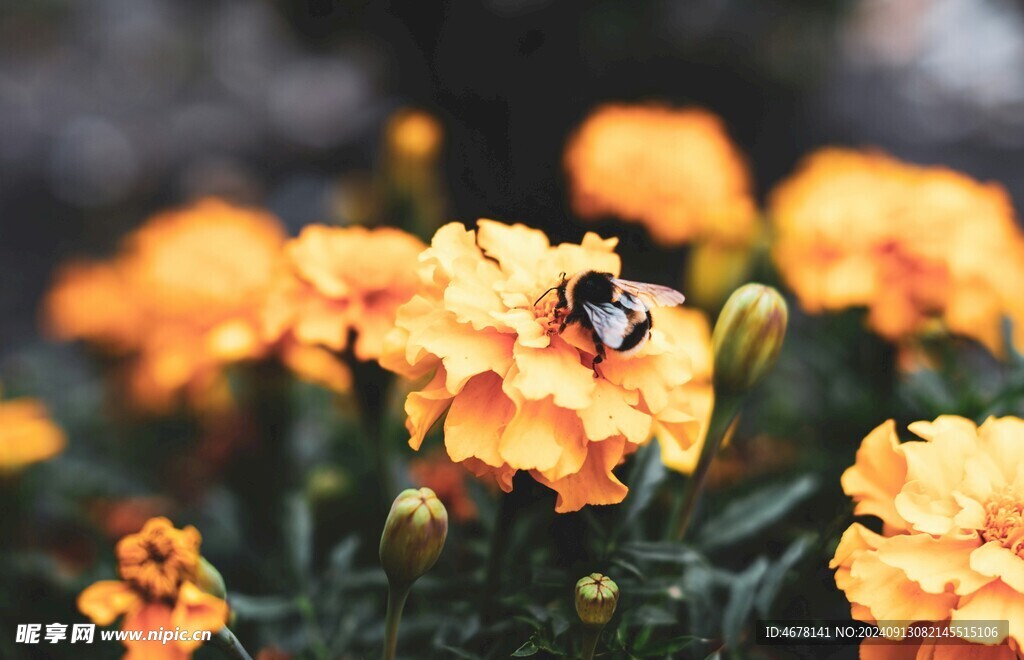 花与蜜蜂