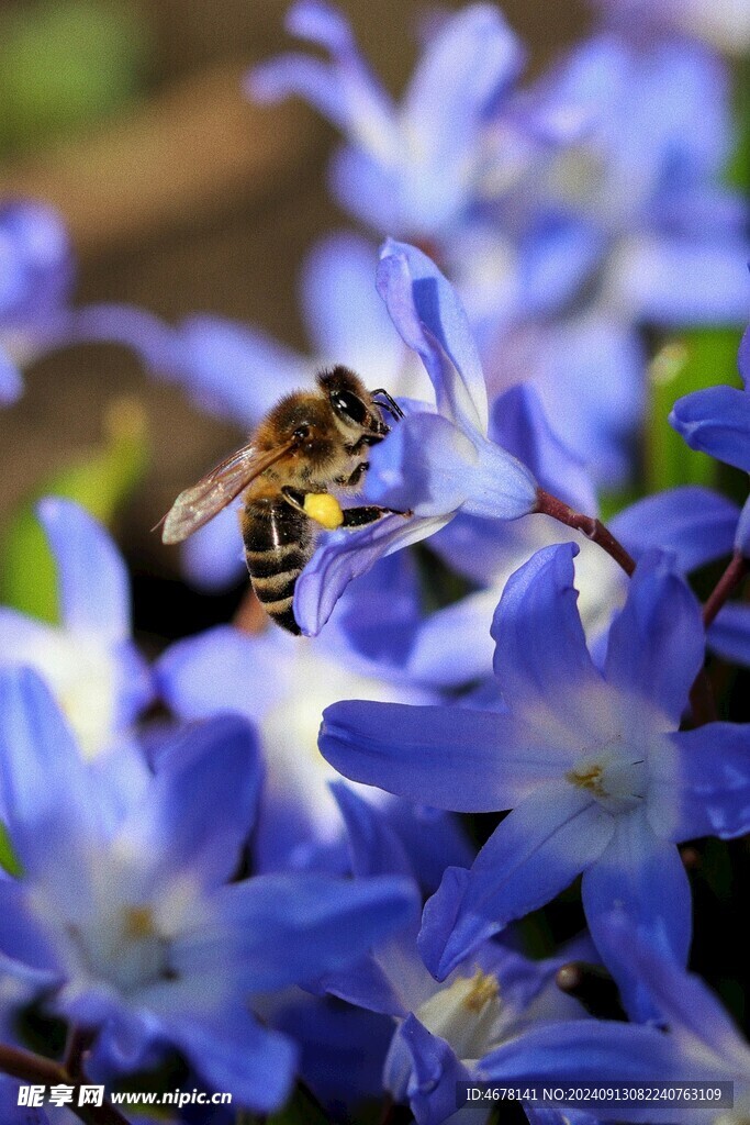 花与蜜蜂