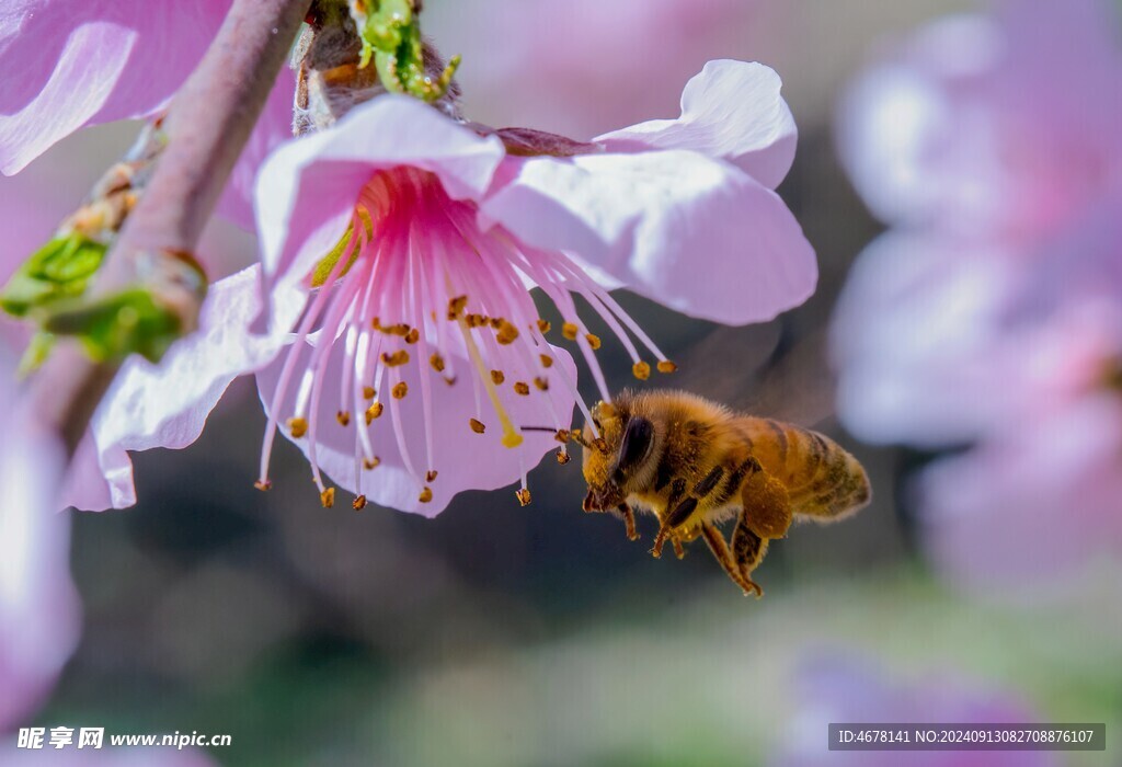 花与蜜蜂