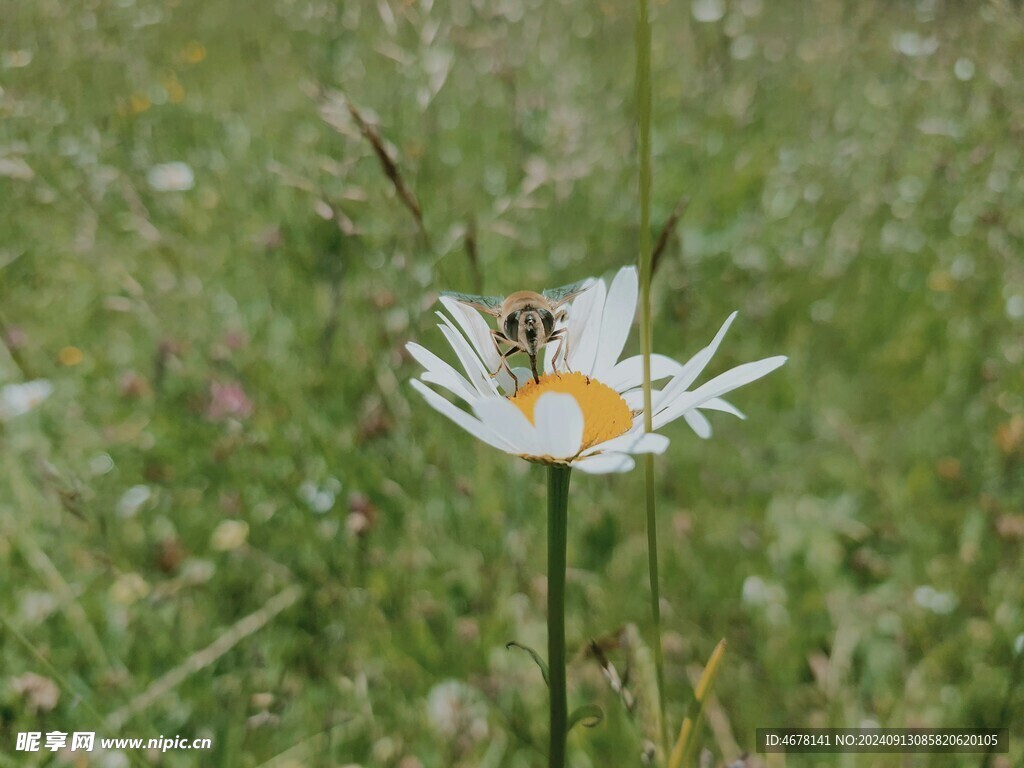 花与蜜蜂