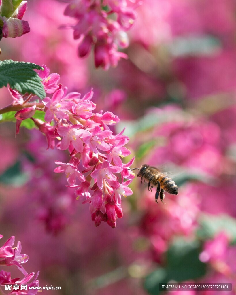 花与蜜蜂