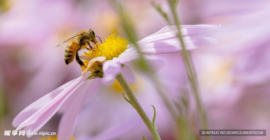 花与蜜蜂