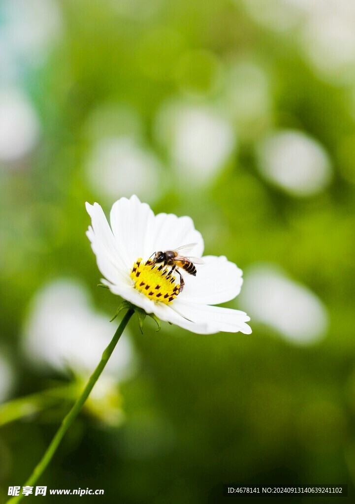 花与蜜蜂